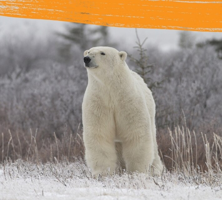Un oso polar marca su territorio en su hábitat natural.