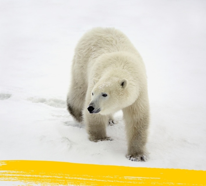 Un oso polar se pasea por su hábitat natural.