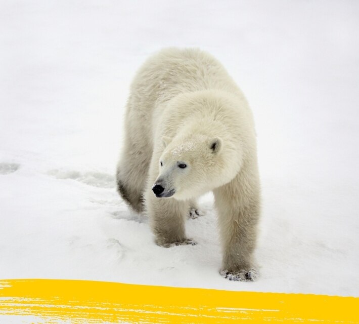 Un oso polar se pasea por su hábitat natural.