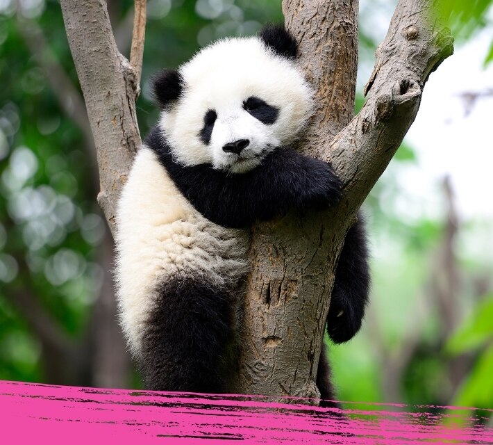 Un panda gigante abraza un árbol en su hábitat natural.