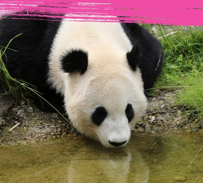 Un panda gigante bebe agua en un pequeña charca.