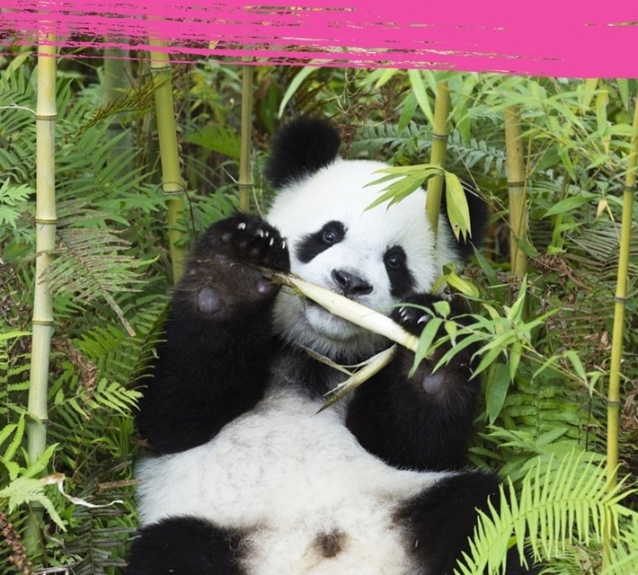 Un panda come bambú en su hábitat natural.