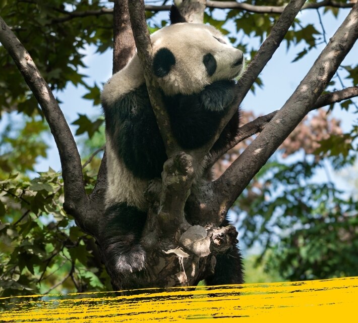 Un panda gigante duerme en un árbol de bambú.