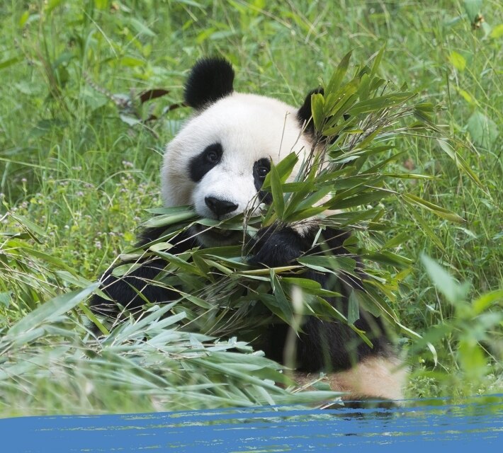 Un panda gigante de color blanco y negro disfruta de su comida favorita.