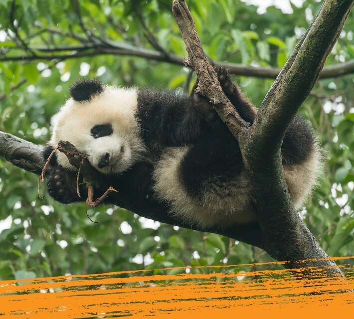Un panda gigante de color blanco y negro colgado de un árbol en su hábitat natural.