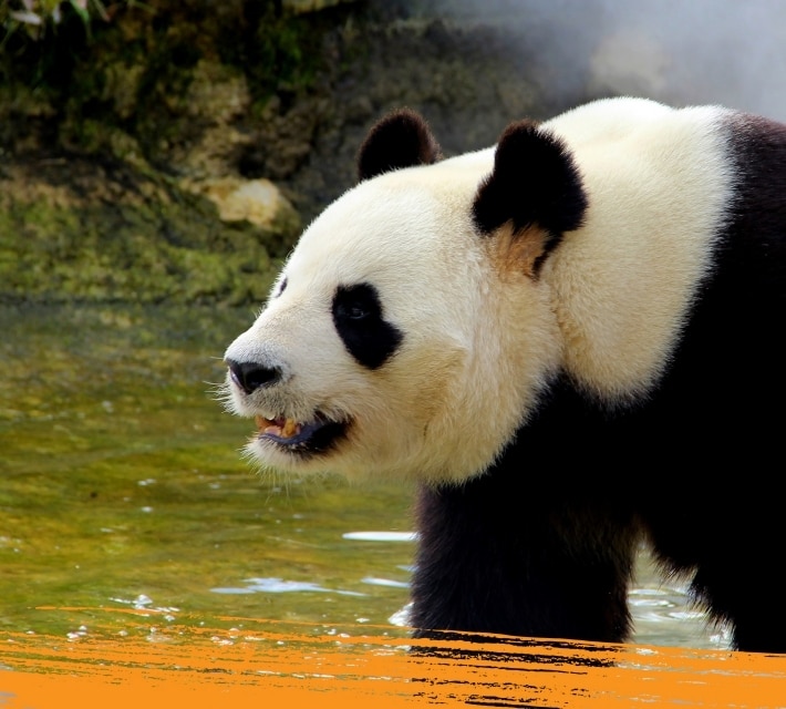 Un panda gigante junto a una pequeña charca.
