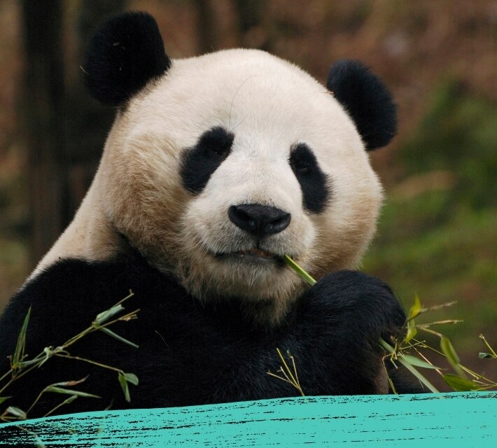 Un panda gigante de color blanco y negro mastica bambú.