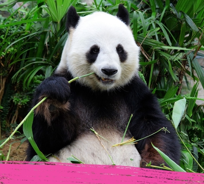 Un panda gigante mastica bambú, su comida favorita.