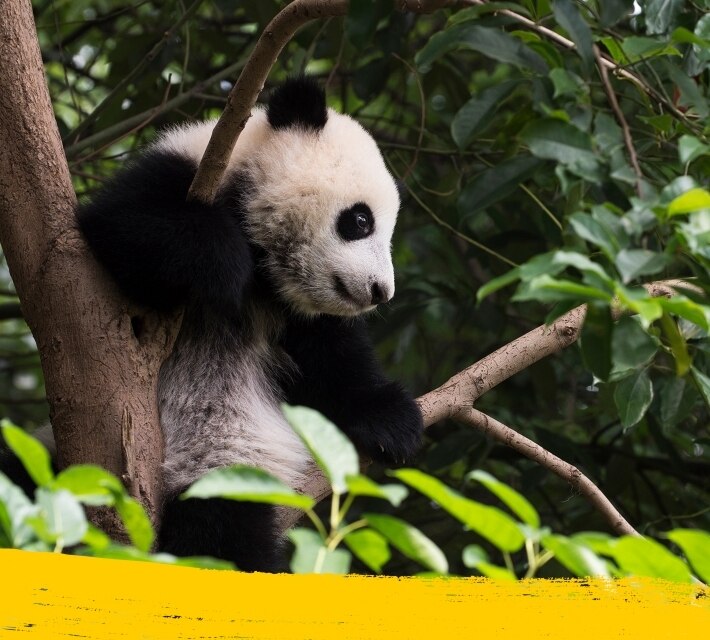 Un panda blanco y negro mira hacia abajo desde un árbol en su hábitat natural.