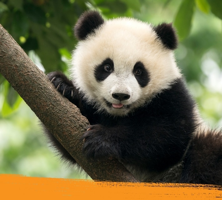 Un panda gigante se relaja en un árbol en medio de la naturaleza.