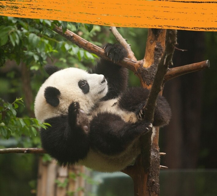 Un panda gigante de color blanco y negro trepa a un árbol en su entorno natural.