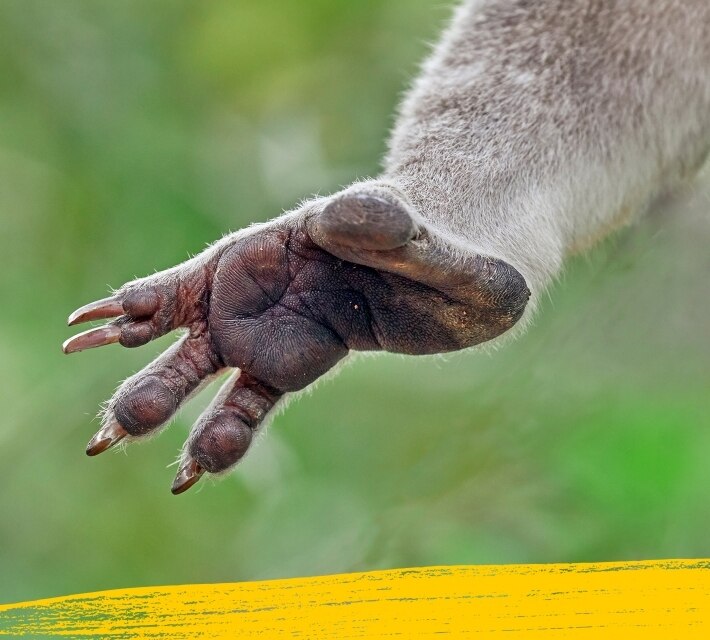 Una pata peluda de koala con cuatro dedos.