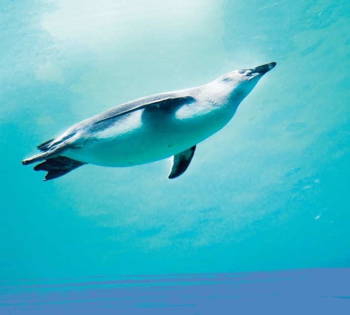 Un pingüino emperador nada bajo el agua.