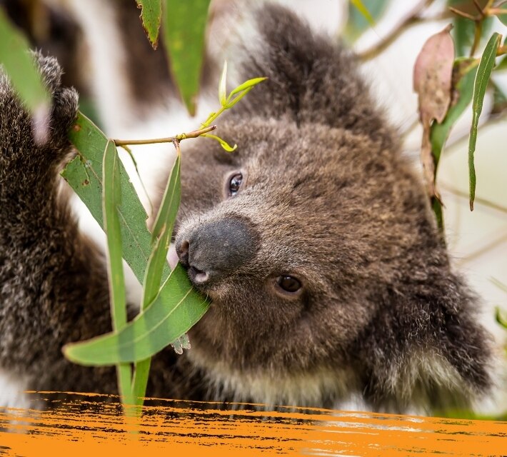 Primer plano de un koala que come hojas de eucalipto.