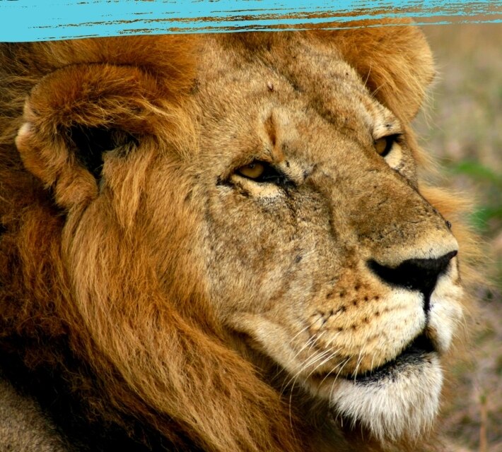 Primer plano de un león.