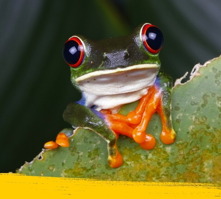 Primer plano de una rana verde de ojos rojos en su hábitat natural.