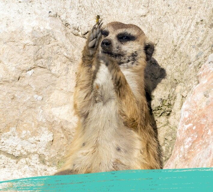 Una suricata come algo.