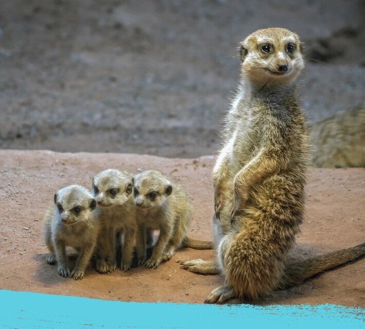 Una suricata en pie junto a sus crías.