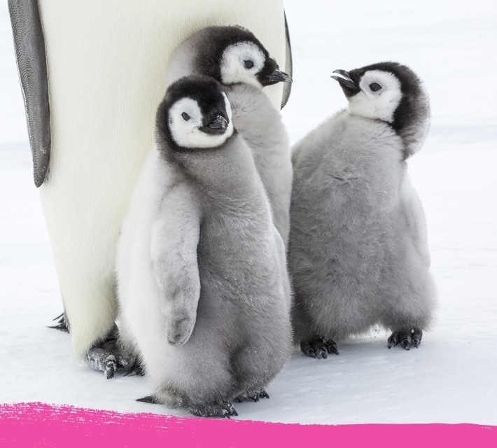 Tres polluelos de pingüino bien juntos.