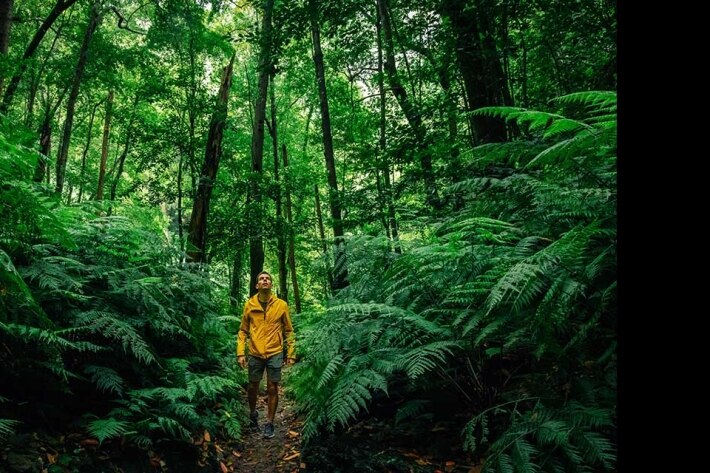 forest