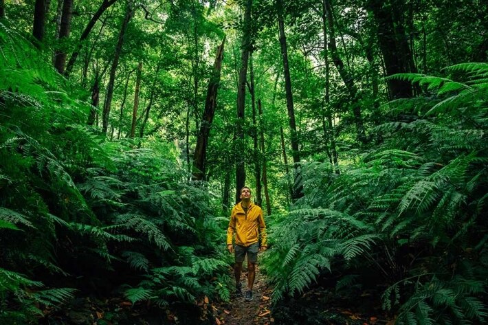 forest