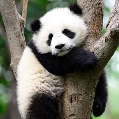 Un panda gigante abraza un árbol en su hábitat natural.