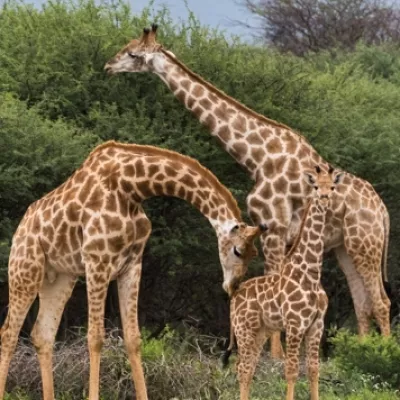 Jirafas