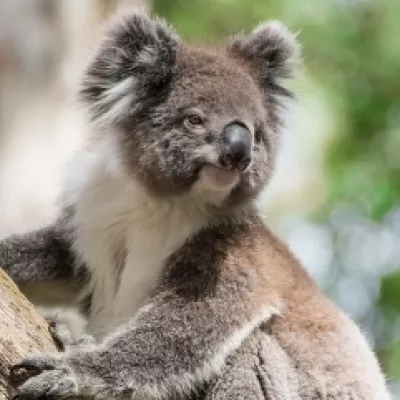 El koala vive en los árboles, sobre todo en los eucaliptos.