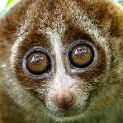 Curiosidades de los loris perezosos