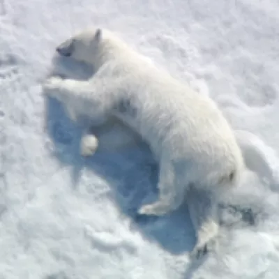 Oso polar