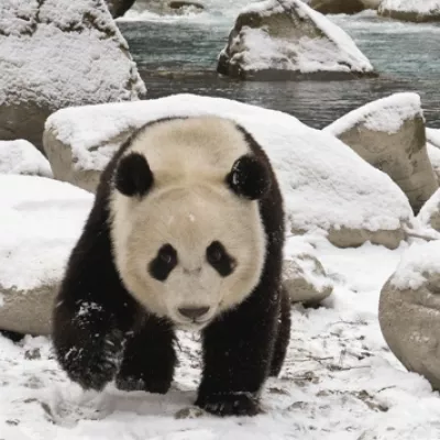 Oso panda