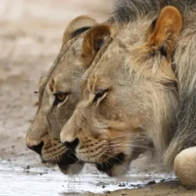 Conoce al rey de las bestias